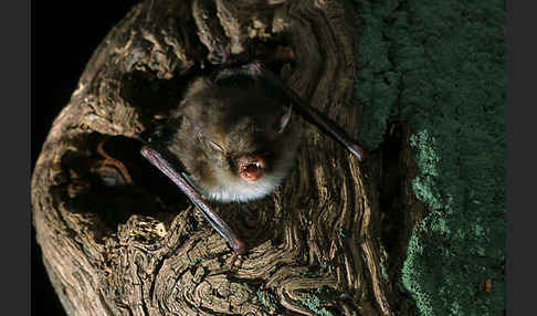 Fransenfledermaus (Myotis nattereri)