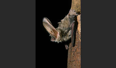 Graues Langohr (Plecotus austriacus)