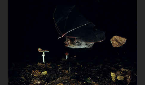 Mausohr (Myotis myotis)