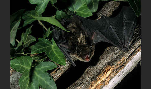 Große Bartfledermaus (Myotis brandti)