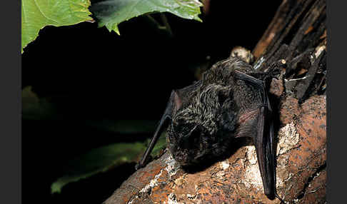 Mopsfledermaus (Barbastella barbastellus)