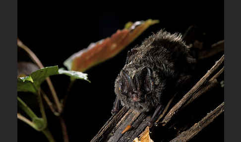 Mopsfledermaus (Barbastella barbastellus)