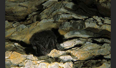 Mopsfledermaus (Barbastella barbastellus)