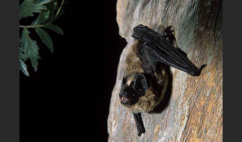 Nordfledermaus (Eptesicus nilssoni)