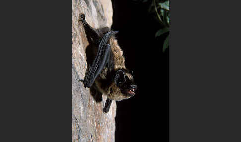 Nordfledermaus (Eptesicus nilssoni)