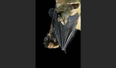 Nordfledermaus (Eptesicus nilssoni)