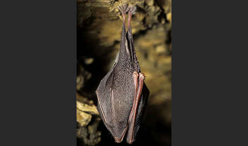 Kleine Hufeisennase (Rhinolophus hipposideros)