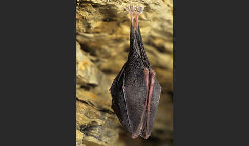 Kleine Hufeisennase (Rhinolophus hipposideros)