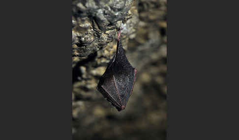 Kleine Hufeisennase (Rhinolophus hipposideros)