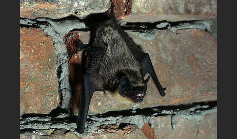 Zweifarbfledermaus (Vespertilio murinus)