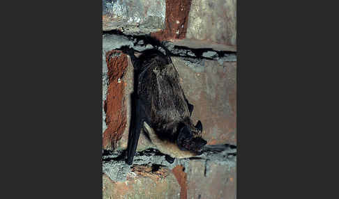 Zweifarbfledermaus (Vespertilio murinus)