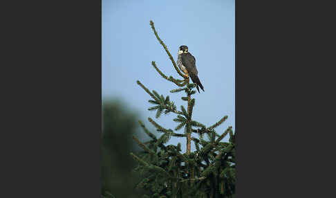 Baumfalke (Falco subbuteo)