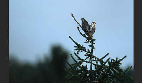 Baumfalke (Falco subbuteo)