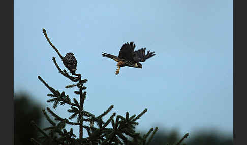 Baumfalke (Falco subbuteo)