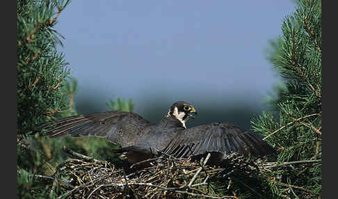 Baumfalke (Falco subbuteo)