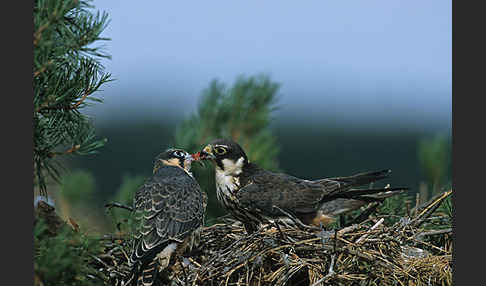 Baumfalke (Falco subbuteo)