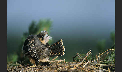 Baumfalke (Falco subbuteo)