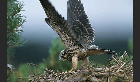 Baumfalke (Falco subbuteo)