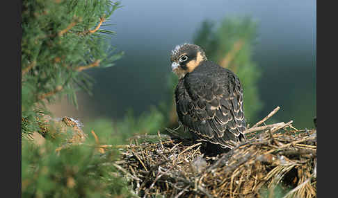 Baumfalke (Falco subbuteo)