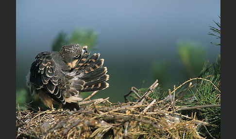 Baumfalke (Falco subbuteo)