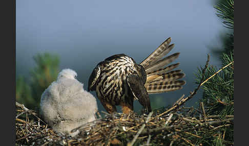 Baumfalke (Falco subbuteo)