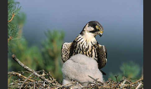 Baumfalke (Falco subbuteo)