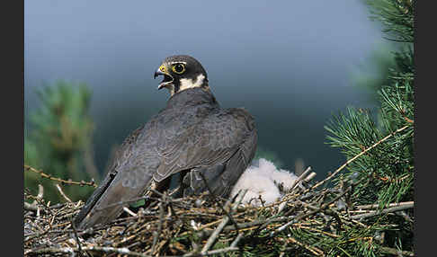 Baumfalke (Falco subbuteo)