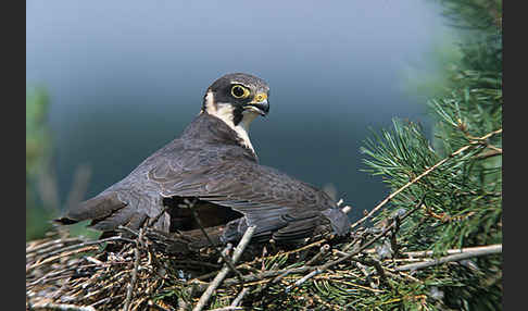 Baumfalke (Falco subbuteo)