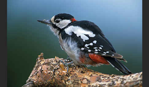 Buntspecht (Dendrocopos major)