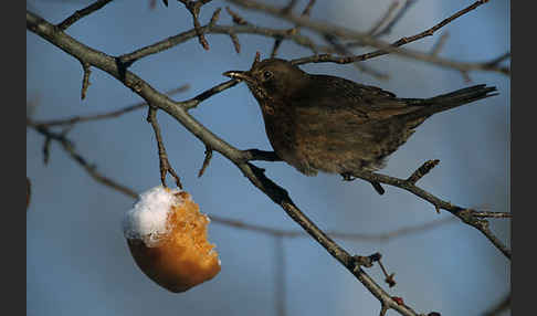 Amsel (Turdus merula)