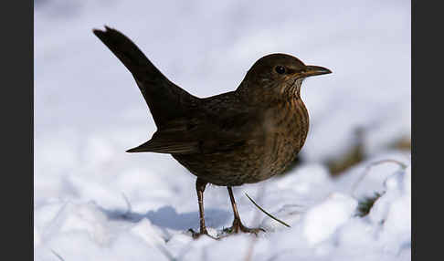 Amsel (Turdus merula)