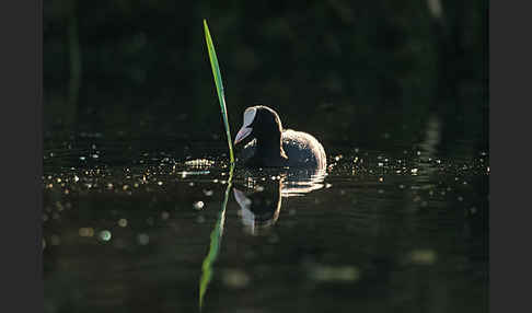 Blessralle (Fulica atra)