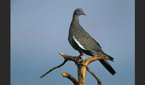 Ringeltaube (Columba palumbus)