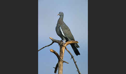 Ringeltaube (Columba palumbus)