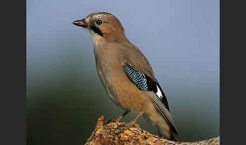 Eichelhäher (Garrulus glandarius)