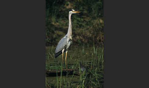 Graureiher (Ardea cinerea)