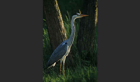 Graureiher (Ardea cinerea)