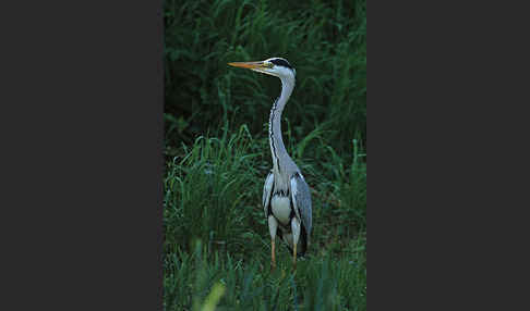 Graureiher (Ardea cinerea)