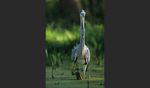 Graureiher (Ardea cinerea)