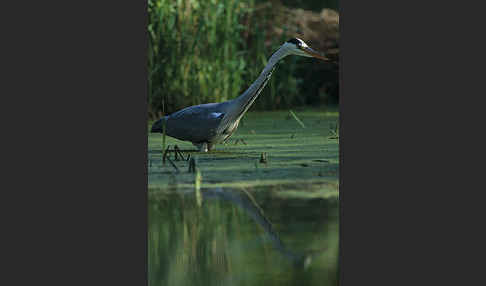 Graureiher (Ardea cinerea)