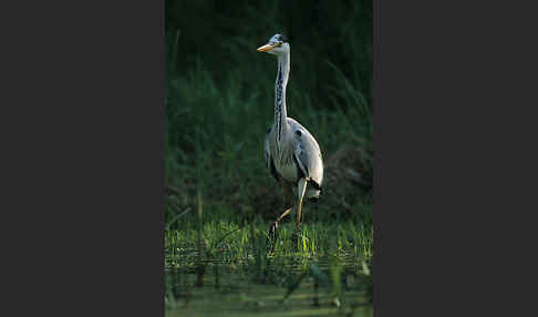 Graureiher (Ardea cinerea)