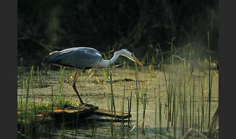 Graureiher (Ardea cinerea)