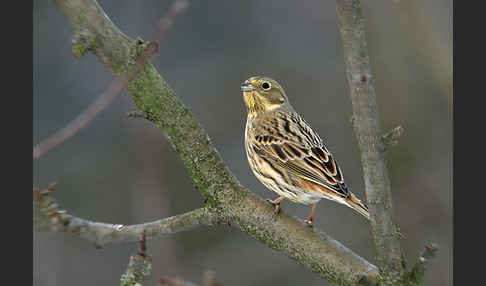 Goldammer (Emberiza citrinella)