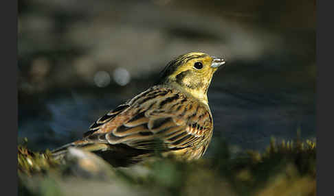 Goldammer (Emberiza citrinella)