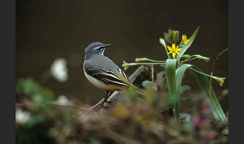 Gebirgsstelze (Motacilla cinerea)