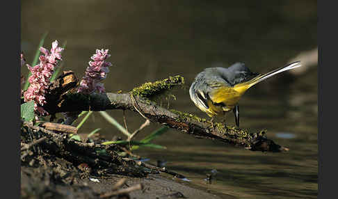 Gebirgsstelze (Motacilla cinerea)