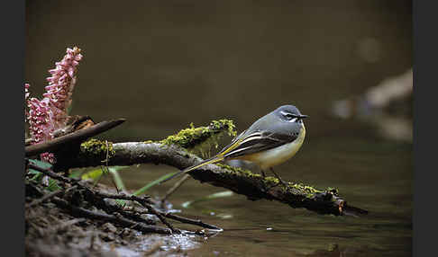 Gebirgsstelze (Motacilla cinerea)