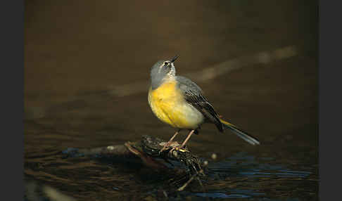 Gebirgsstelze (Motacilla cinerea)