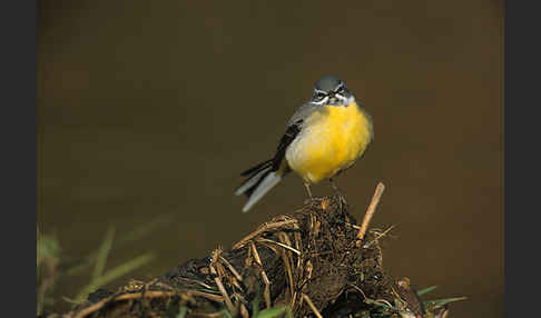 Gebirgsstelze (Motacilla cinerea)