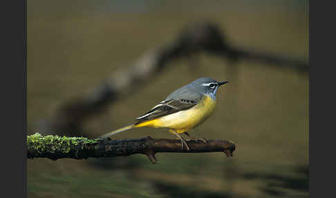 Gebirgsstelze (Motacilla cinerea)